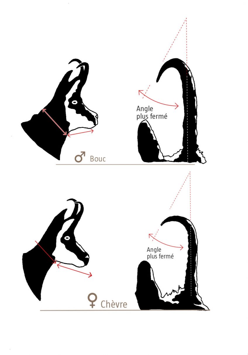 Différences entre chamois mâle et femelle