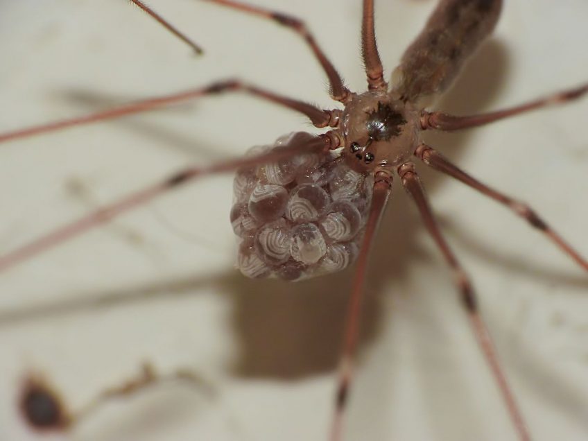 Pholque ou tégénaire