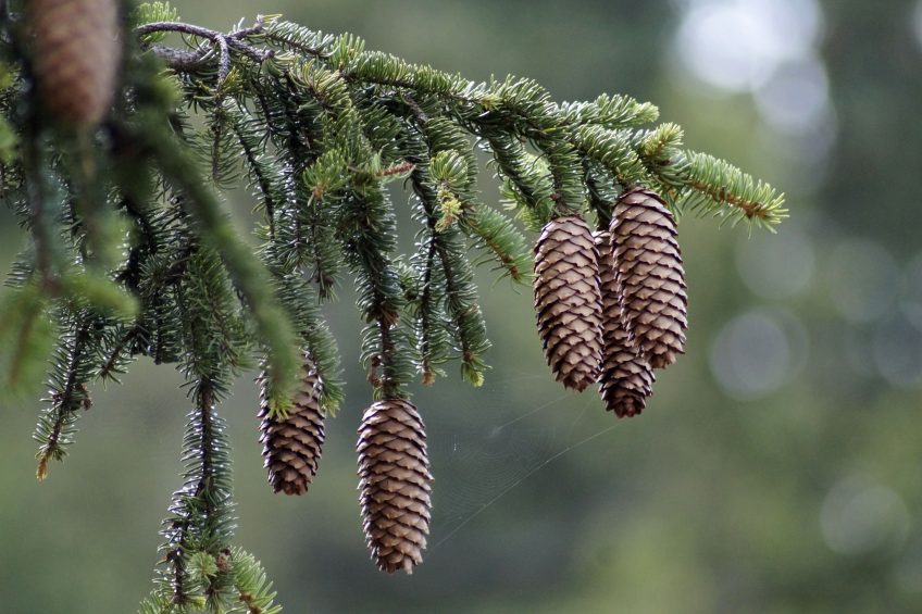 Sapin ou épicéa découvrez comment faire la différence