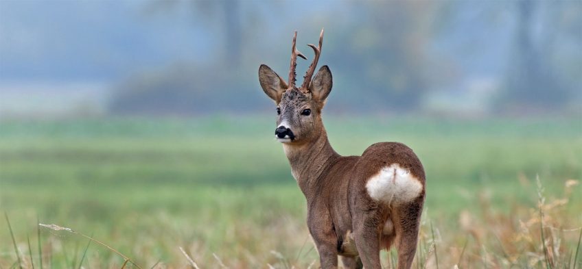 Adaptation du chevreuil - evolution