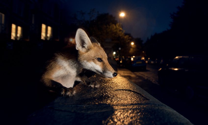 Evolution le dossier complet de la Revue Salamandre