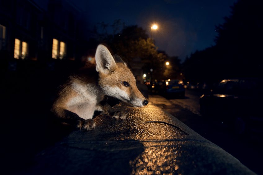 Evolution le dossier complet de la Revue Salamandre