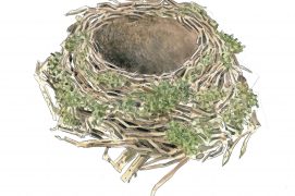 Nid de Grive musicienne / © Sylvain Leparoux