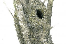 Nid de mésange à longue queue / © Sylvain Leparoux