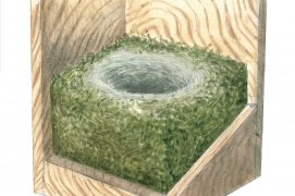 Nid de mésange charbonnière / © Sylvain Leparoux