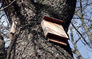 Construisez un nichoir à chauves-souris