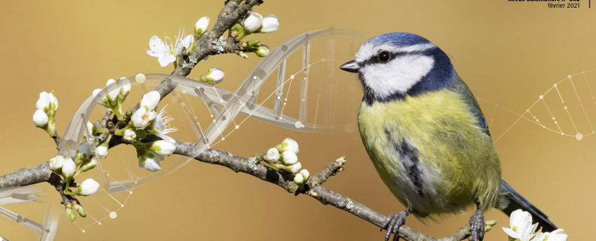 Revue Salamandre 262 évolution