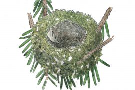 Nid de roitelet huppé / © Sylvain Leparoux