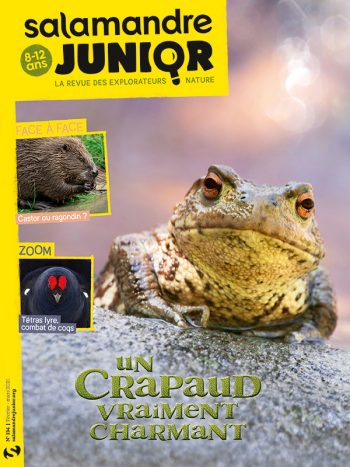 Couverture de La Salamandre Junior n°134