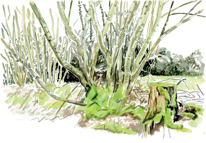 Noisetier : le premier arbre à fleurir en hiver en dessin