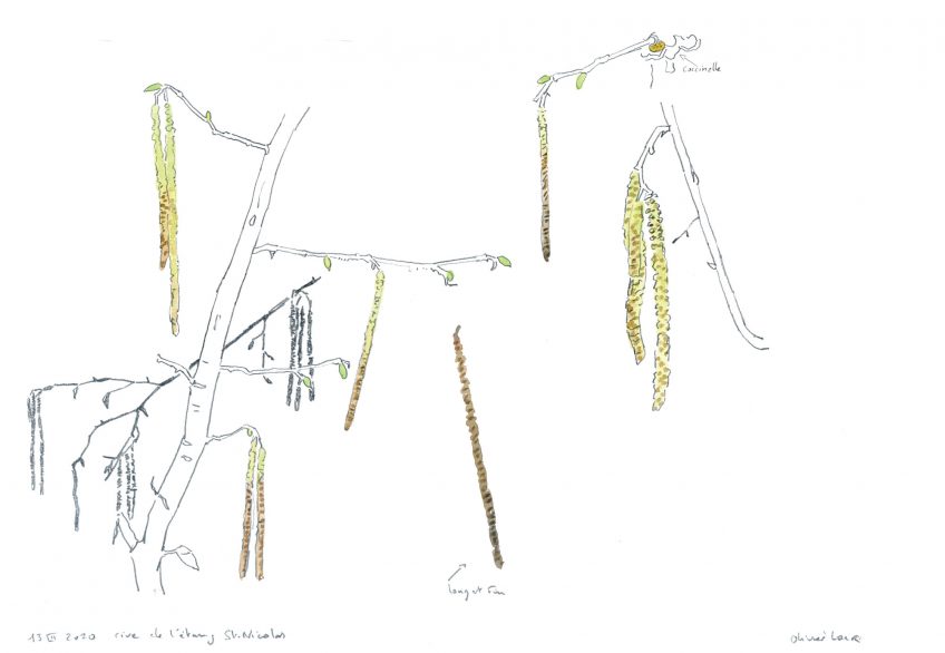 Noisetier : le premier arbre à fleurir en hiver en dessin