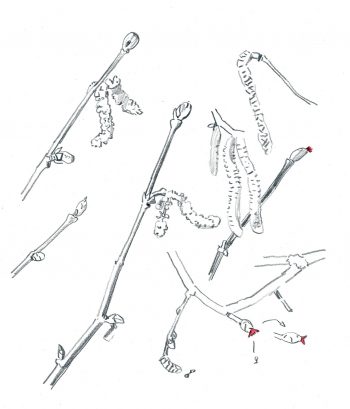 Noisetier : le premier arbre à fleurir en hiver en dessin