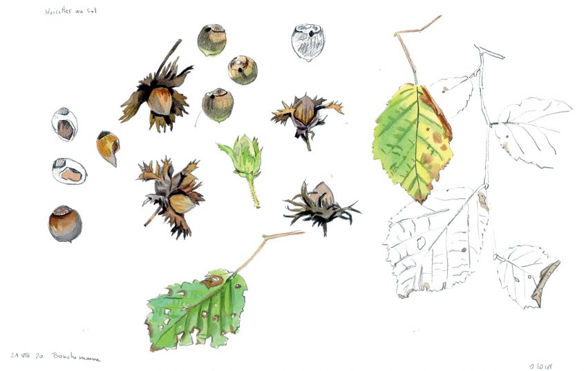 Noisetier : le premier arbre à fleurir en hiver en dessin