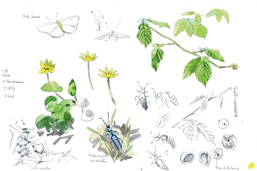 Noisetier : le premier arbre à fleurir en hiver en dessin