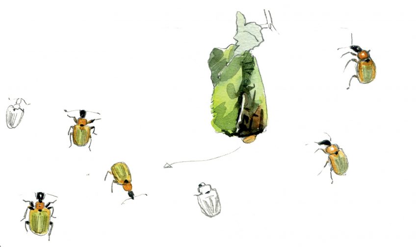 Noisetier : le premier arbre à fleurir en hiver en dessin