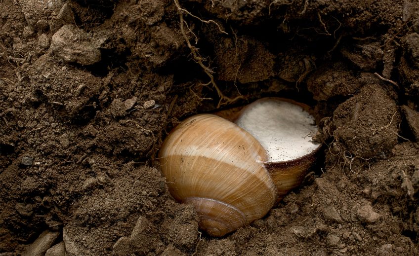 Escargots : comment passent-ils l'hiver ? Hibernation