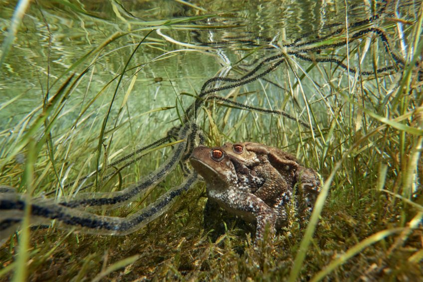Accouplement subaquatique de crapauds communs Quentin Martinez, photographe de grenouilles, crapauds et autres anoures