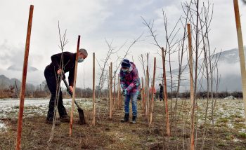 Aubépines, églantiers, prunelliers… Ces arbustes fruitiers épineux offrent le gîte et le couvert à de nombreux passereaux nicheurs. 