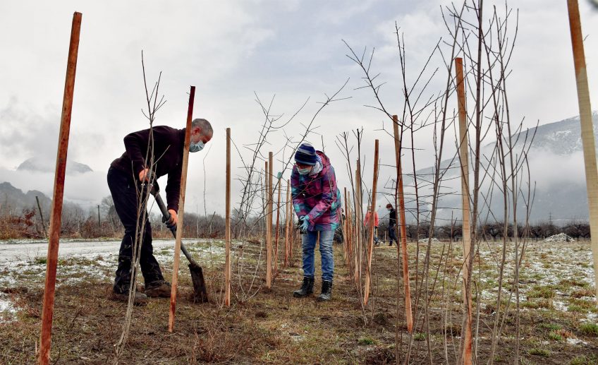 Renaturation d'un ancien verger en vallée du Rhône en Suisse