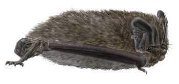 barbastelle barbastelle