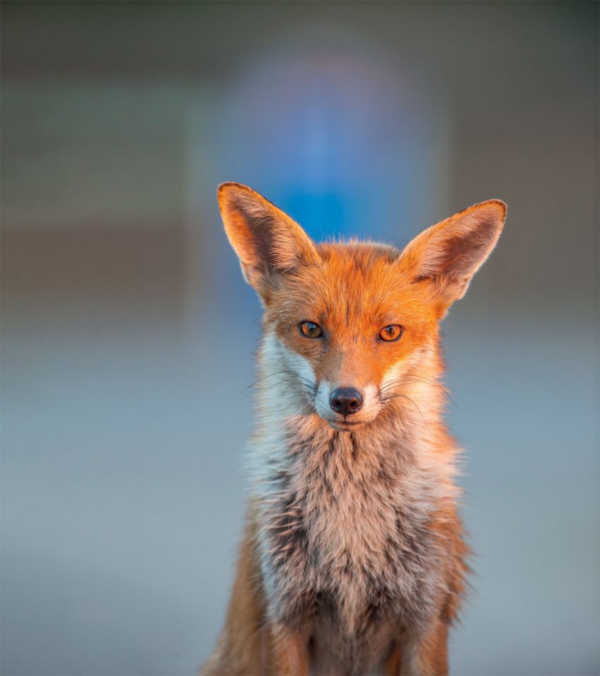 Ville : comment le renard a-t-il évolué pour s'adapter à la vie urbaine ?