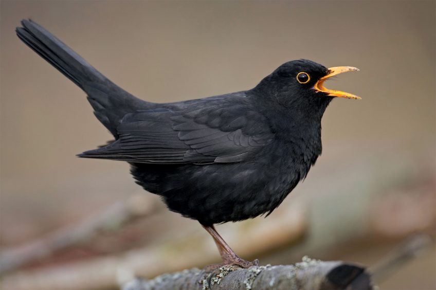 Ville : comment le merle noir a-t-il évolué pour s'adapter à la vie urbaine ?