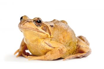 Ville : comment la grenouille rousse a-t-elle évolué pour s'adapter à la vie urbaine ?