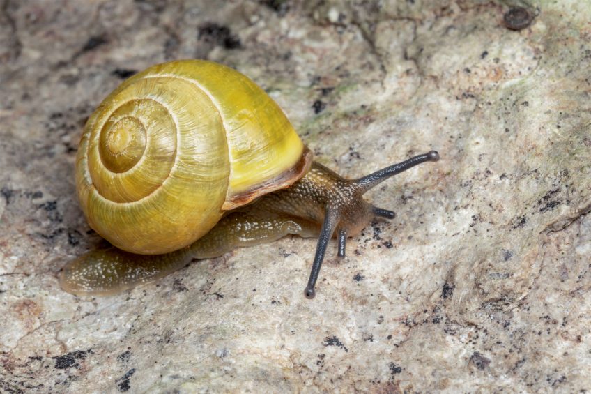 Chaleur : Les effets de la fournaise urbaine sur les escargots