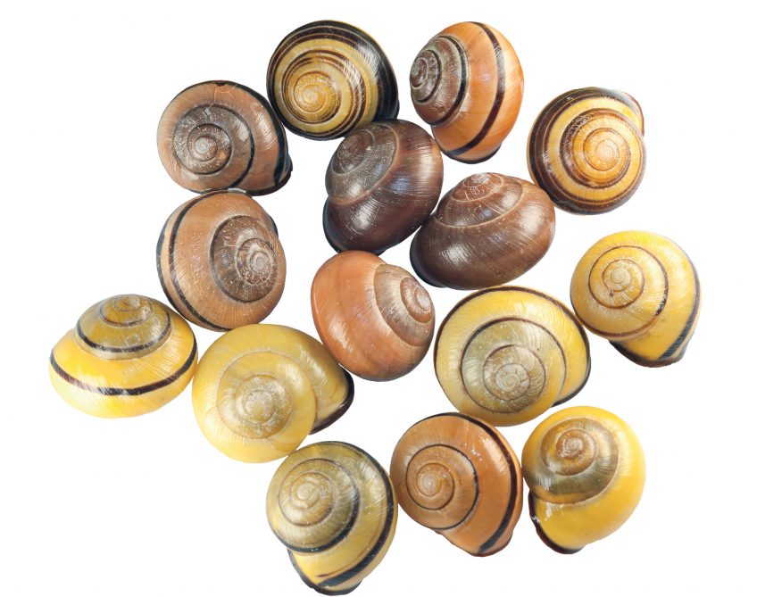 Chaleur : Les effets de la fournaise urbaine sur les escargots