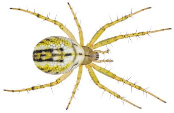 Chaleur : Les effets de la fournaise urbaine sur les araignées