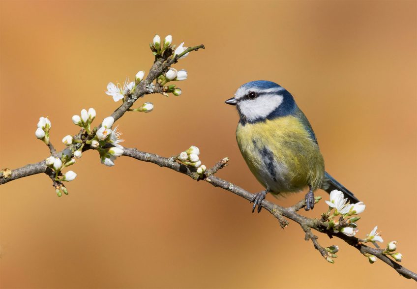 Dérèglement climatique : Comment les mésanges bleues s'adaptent-elles ?