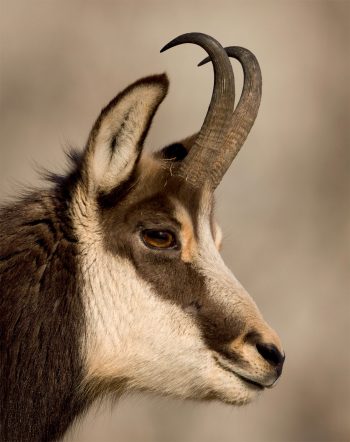 Dérèglement climatique : Comment les chamois s'adaptent-ils ?