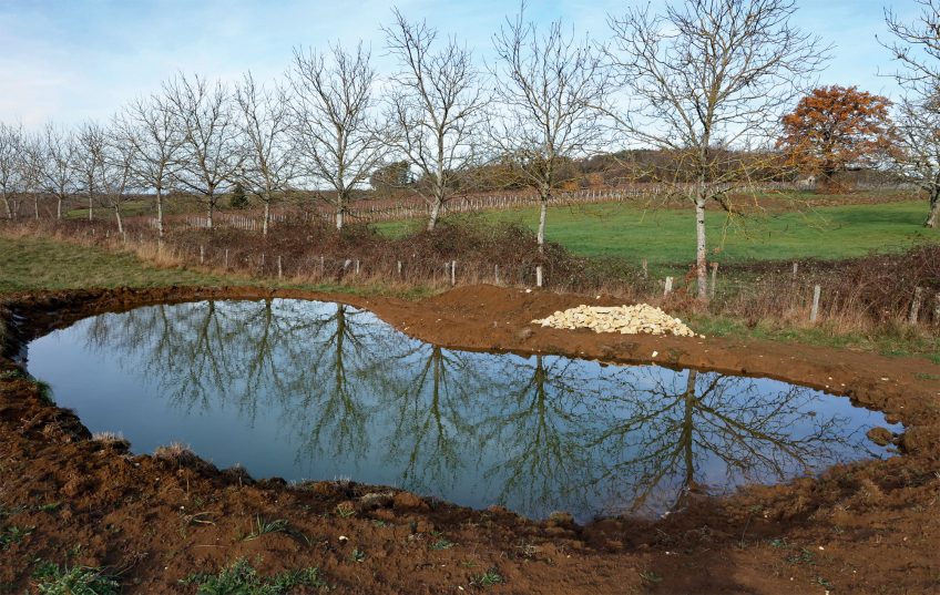 Rainette : La Salamandre finance la création d'une mare dans le Jura