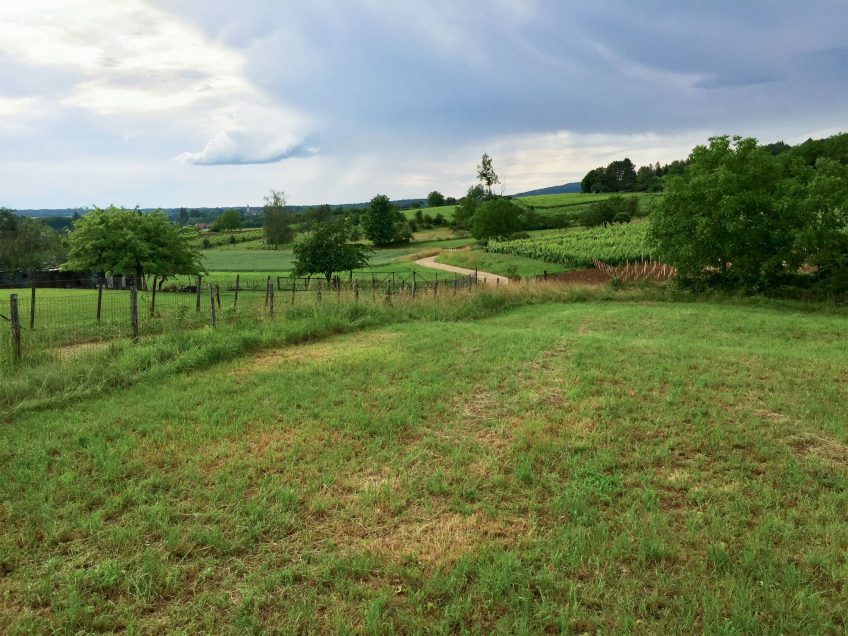 Rainette : La Salamandre finance la création d'une mare dans le Jura