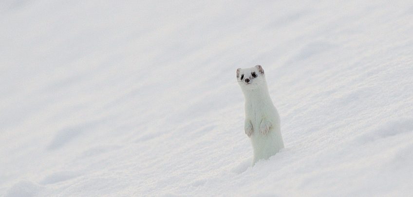Hermine blanche sous la neige