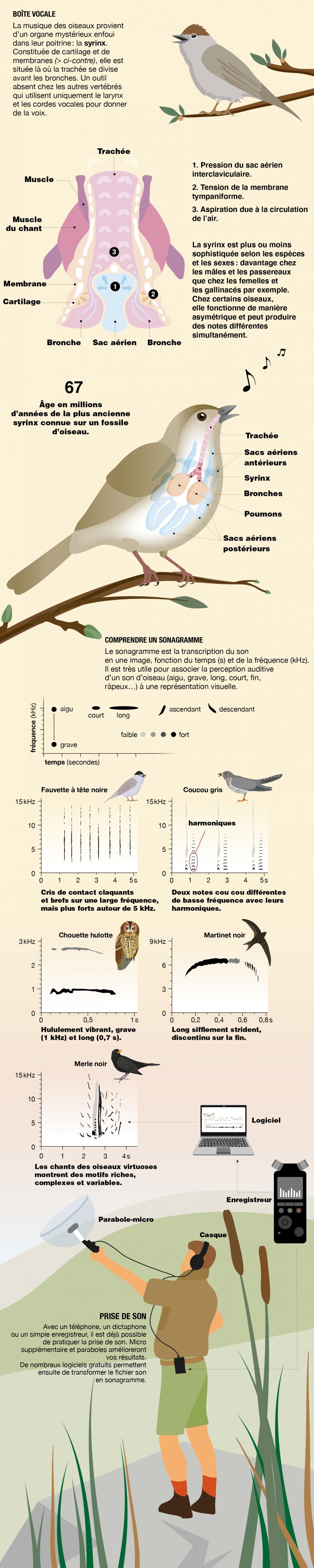 Lire le langage des oiseaux