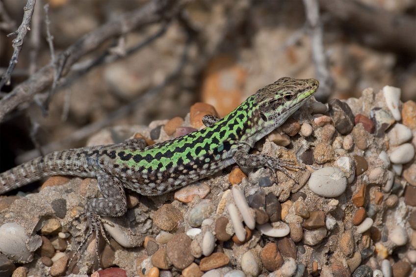 Comment l'isolement provoque l'apparition de nouvelles espèces ?