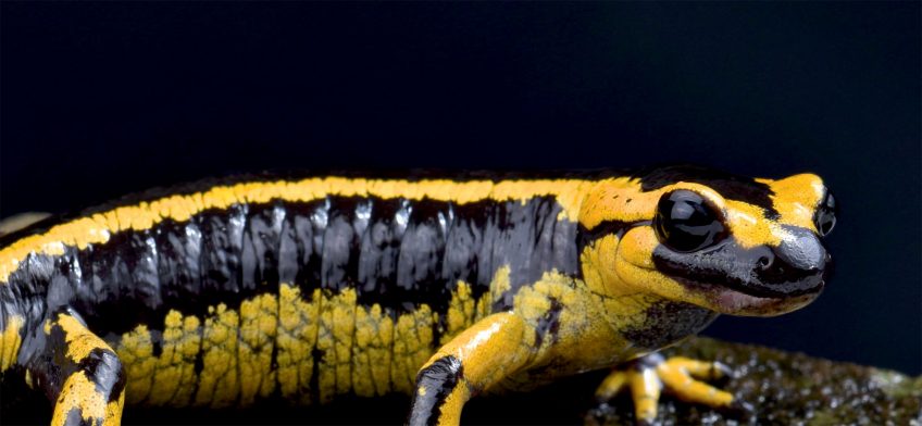 Comment l'isolement provoque l'apparition de nouvelles espèces ?