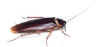 Comment l'isolement provoque l'apparition de nouvelles espèces ?