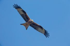 Le milan royal est répandu
dans le Jura neuchâtelois. / © Benoît Renevey