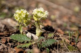 Le pétasite blanc est l’une des premières fleurs à surgir de terre à la fin de l’hiver.  / © Benoît Renevey