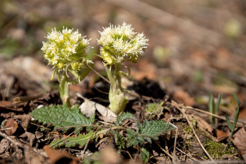 Le pétasite blanc est l’une des premières fleurs à surgir de terre à la fin de l’hiver.  Balade dans le Jura Neuchatelois au pays des murets en pierres sèches