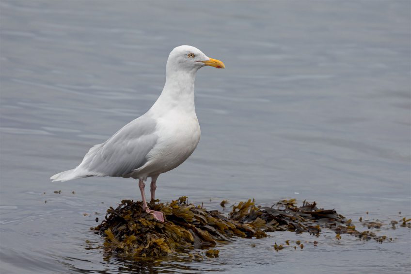 goéland bourgmestre Evolution : le quiz en conclusion du dossier de la Revue Salamandre