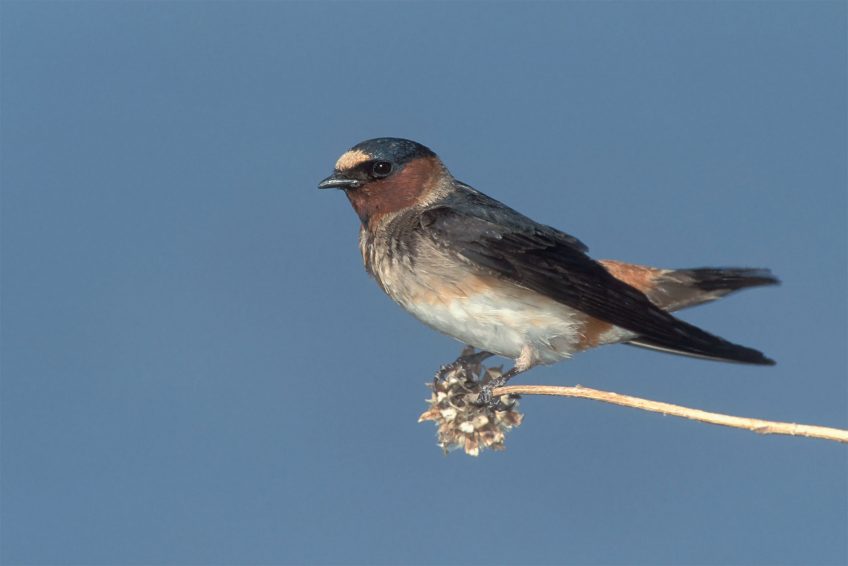 hirondelle à front blanc Evolution : le quiz en conclusion du dossier de la Revue Salamandre