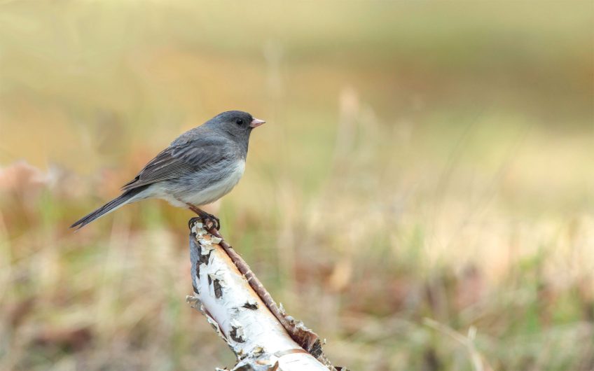 junco ardoisé Evolution : le quiz en conclusion du dossier de la Revue Salamandre