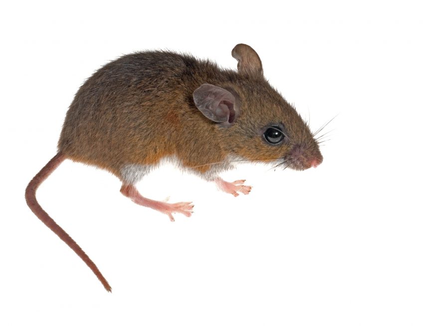 souris à pattes blanches Evolution : le quiz en conclusion du dossier de la Revue Salamandre