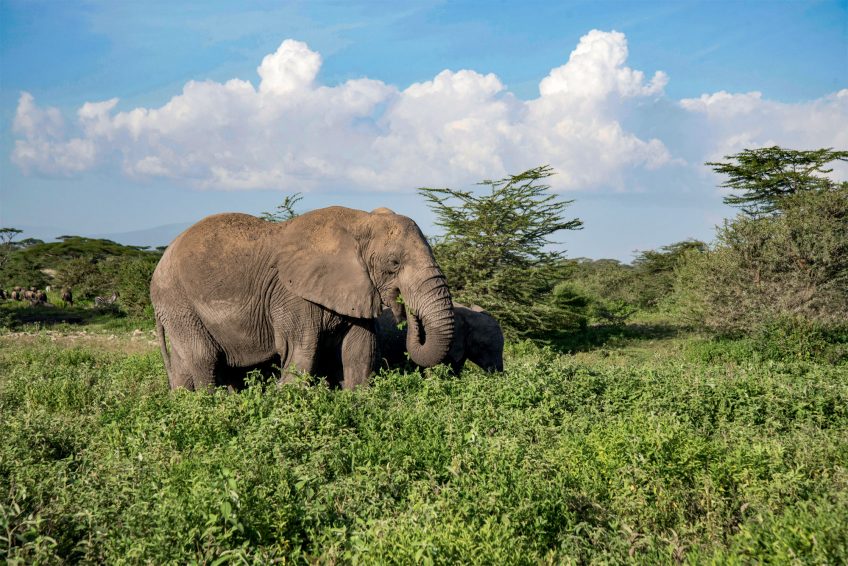 Eléphant d'Afrique Evolution : le quiz en conclusion du dossier de la Revue Salamandre