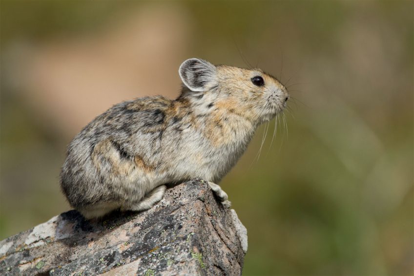 Pika Evolution : le quiz en conclusion du dossier de la Revue Salamandre
