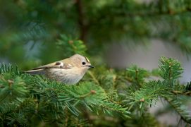 Le tout petit roitelet huppé est lié aux forêts de conifères. / © Benoît Renevey