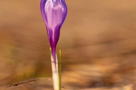 Les crocus marquent la fin
de l’hiver dans les pâturages. / © Benoît Renevey
